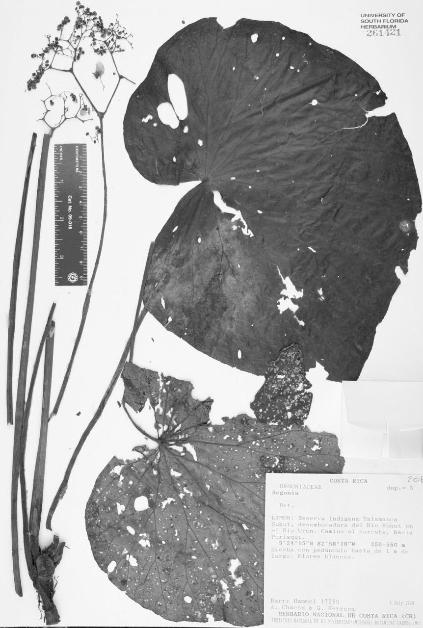 B. sukutensis